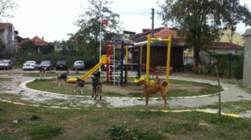 Bakım Evlerinde Bulunan Sokak Hayvanları Sahiplendirilecek