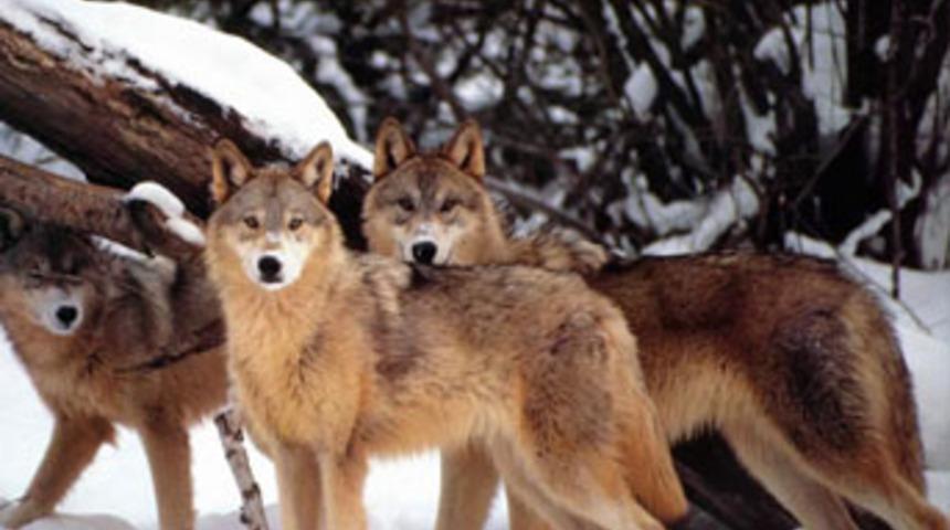 Kurt s&uuml;r&uuml;s&uuml; k&ouml;y imamını 4 saat esir aldı