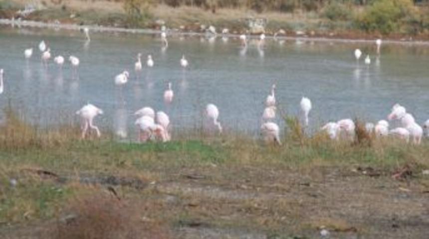 Aliağa, Flamingolarla Renklendi