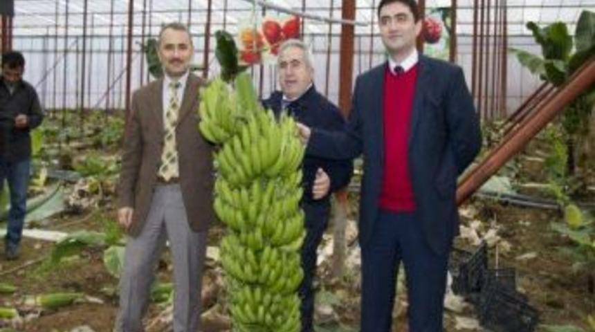 Hassa&rsquo;da Ilk Muz Hasadı Yapıldı