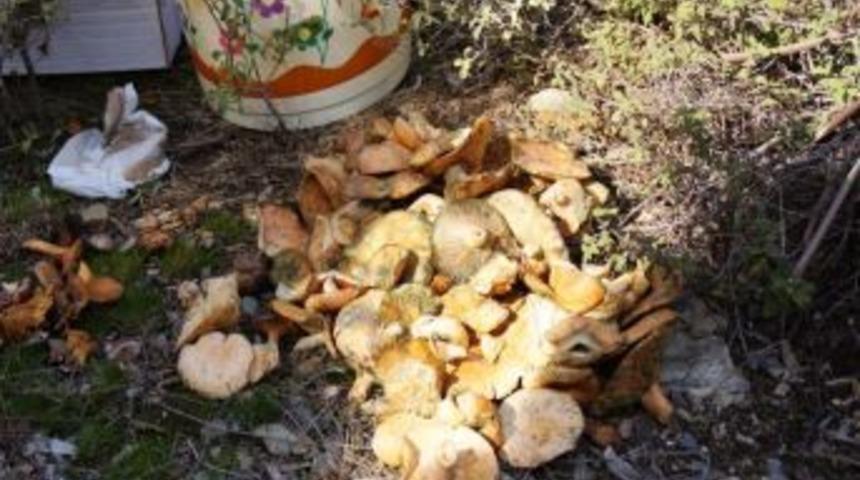 Muğla'da Akademisyenler Dağda Mantar Ve &Ccedil;ilek Aradı