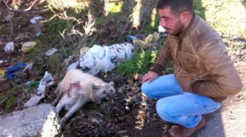 Kangal Köpeği, Hızlı Giden Hafriyat Kamyonunun Altında Kaldı