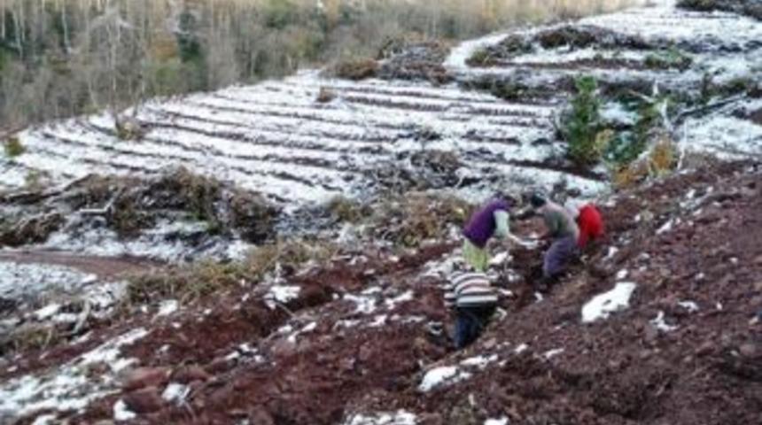 Kurudere Beldesinde 134 Bin Kayın Fidanı Dikilecek