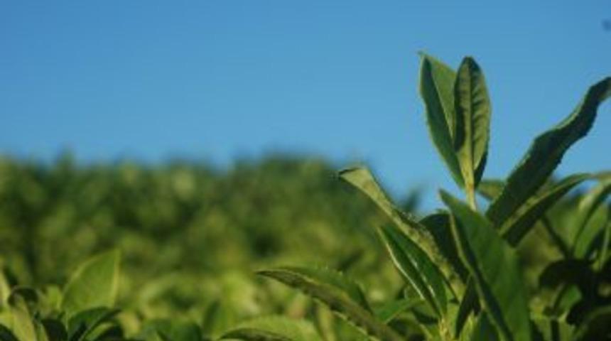 T&uuml;rkiye, Kuru &Ccedil;ay &Uuml;retiminde D&uuml;nya 5&rsquo;incisi