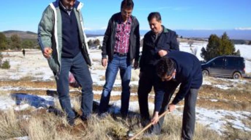 Ters Lale Köylünün Geçim Kaynağı Olacak