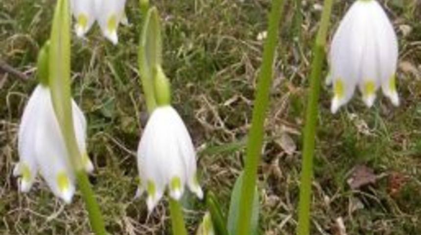 Sakarya'da G&ouml;l Soğanı S&ouml;k&uuml;m&uuml; Yasaklandı