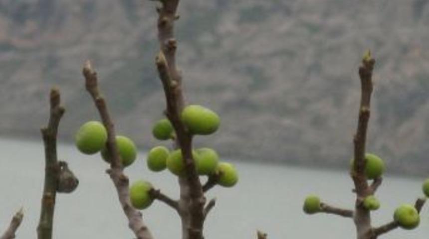 Fırat Nehri Kıyısında İncir Ağacı Kış Ortasında Yaprak A&ccedil;madan Yılın İkici Meyvesini Verdi