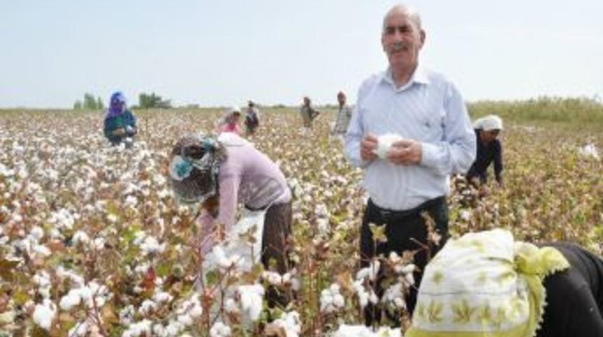 Yağışların Ekili Alanlara Zarar Vermemesi Sevindirdi