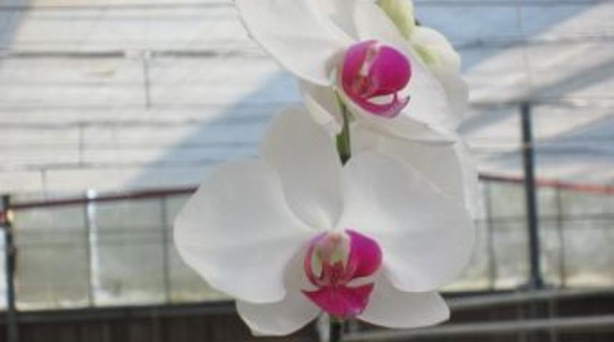 Mamak &Ccedil;&ouml;pl&uuml;ğ&uuml; Orkideleri Ile &Uuml;nlenecek