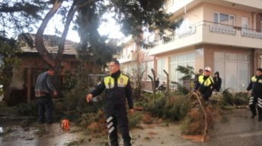 &Ccedil;anakkale'de Fırtına Ağa&ccedil; Devirdi