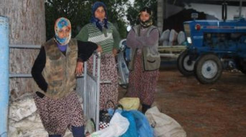 Tarım İş&ccedil;isi Kadınların Ekmek M&uuml;cadelesi