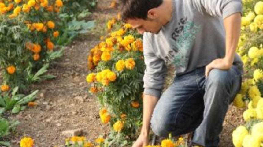 &Ccedil;i&ccedil;ek&ccedil;iler Siparişe Yetişemiyor, Botanik&ccedil;iler Sinek Avlıyor