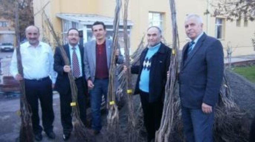 K&ouml;ylere Ceviz Fidanı