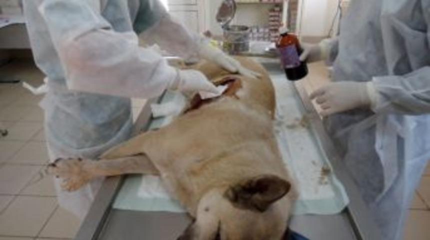 Yaralı Köpek Ameliyat Edilerek Iyileştirildi