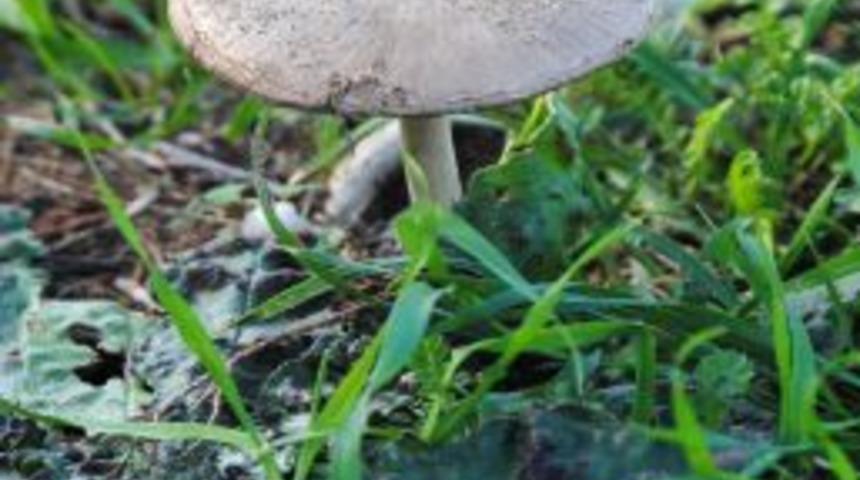Doğada 34 &Ccedil;eşit Zehirli Mantar Bulunuyor