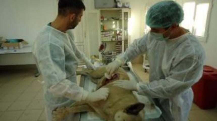 Yaralı K&ouml;peğe B&uuml;y&uuml;kşehir Sahip &Ccedil;ıktı