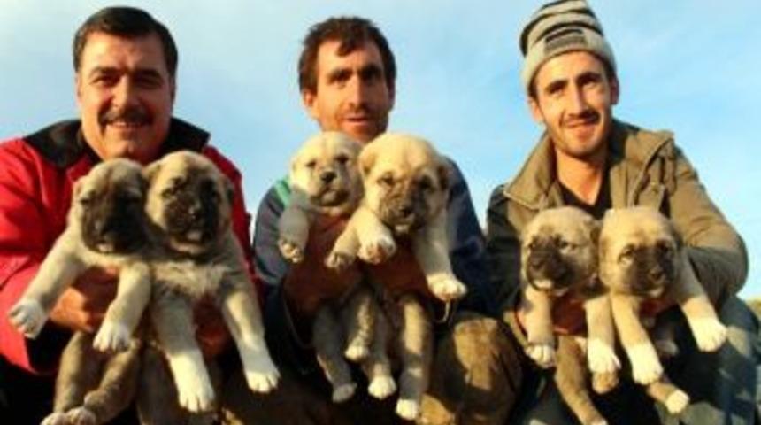 İki K&ouml;pek Bir Batında 22 Yavru D&uuml;nyaya Getirdi