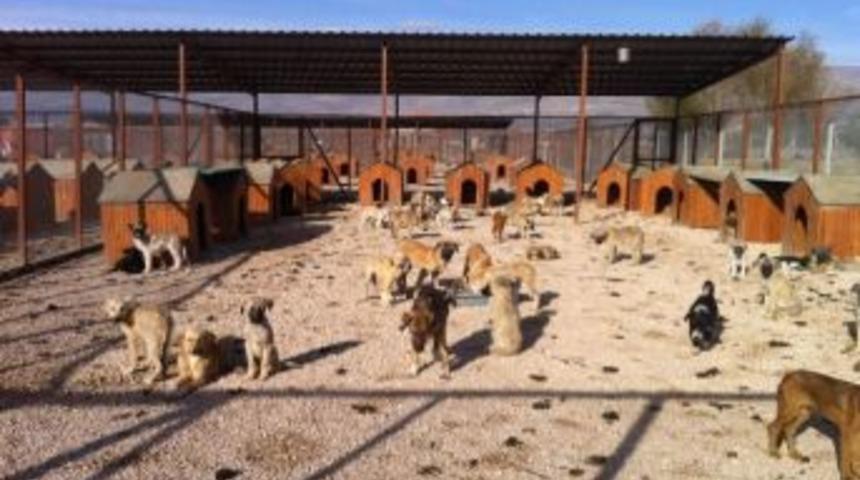 Hayvan Barınağı Kış&rsquo;a Hazır