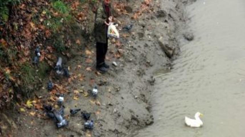 Kış Aylarında Hayvanlar A&ccedil; Kalma Tehlikesi Yaşıyor