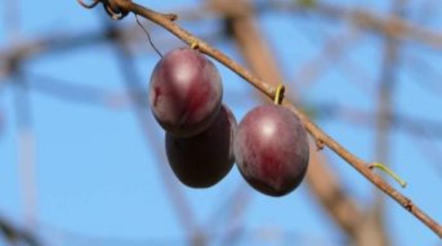 &Ccedil;atalzeytin&rsquo;de Kış Eriği Yetiştirildi