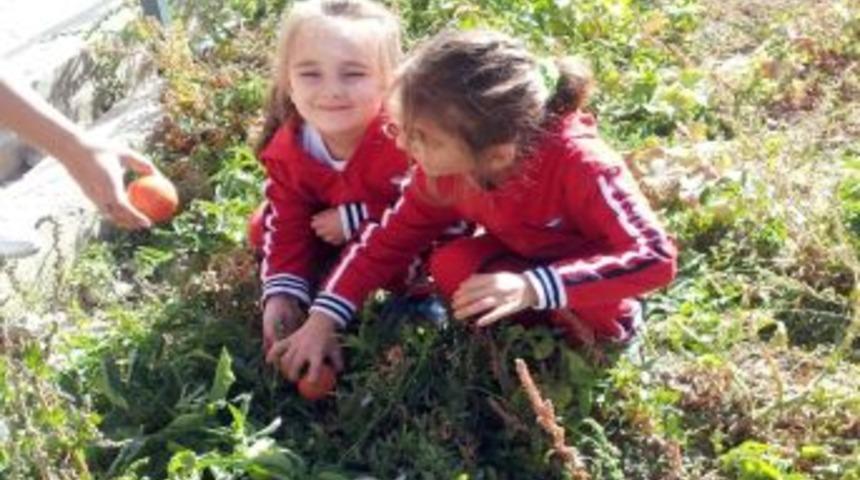 &Ouml;ğrenciler Kendi Ektikleri Organik Sebzelerle Besleniyor