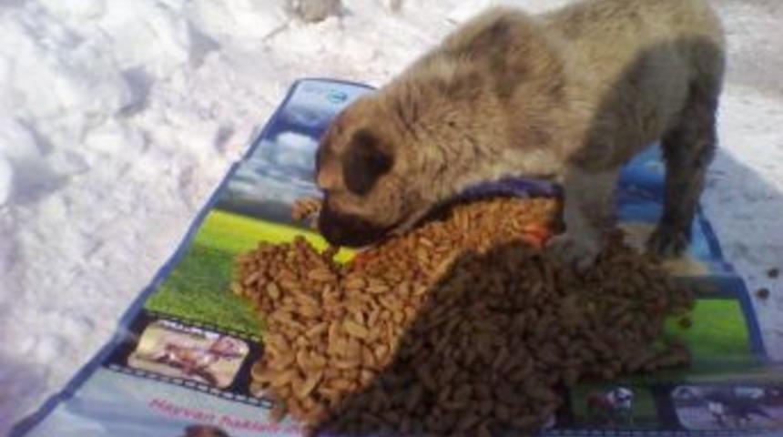 Kar Yağışı Sokak Hayvanlarını Da Etkiledi