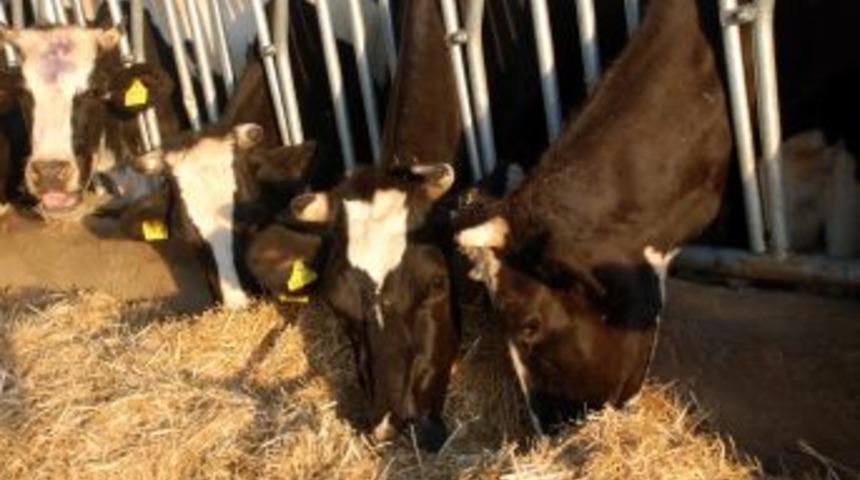 Yem Fiyatların Artması &Ccedil;ift&ccedil;iyi Kara Kara D&uuml;ş&uuml;nd&uuml;r&uuml;yor