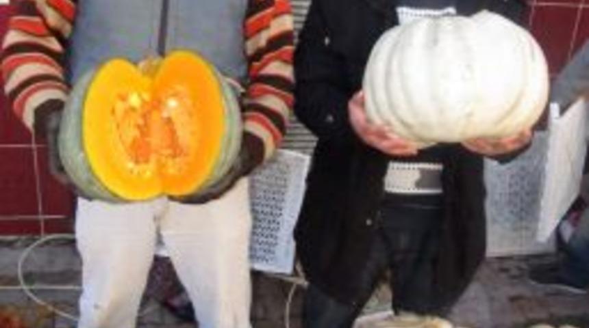 Bal Kabakları Tezgahlardaki Yerini Almaya Başladı