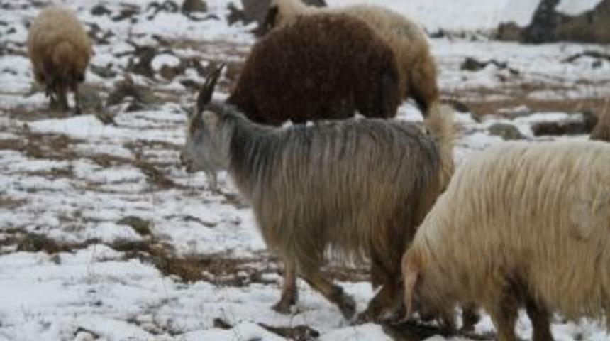 Koyunlarını Kara Rağmen Otlatıyor