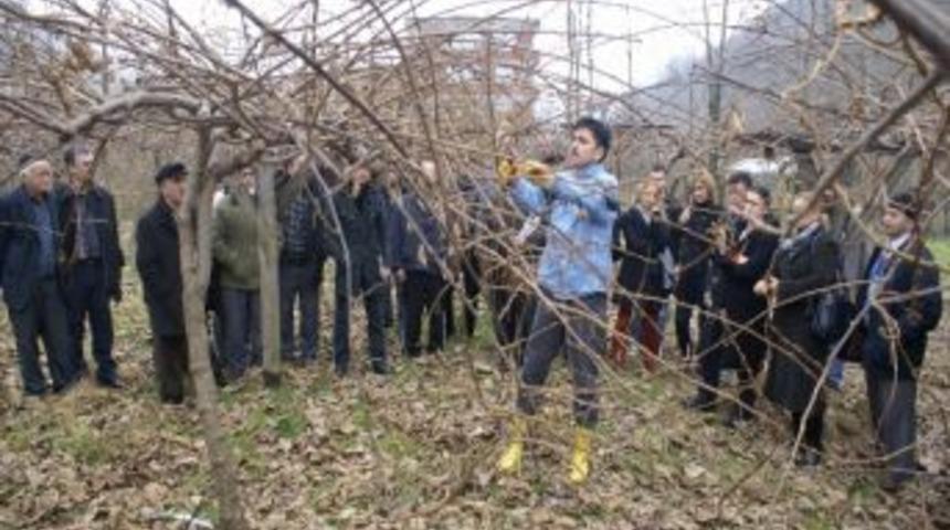 Kivi Budama Eğitimi Verilecek