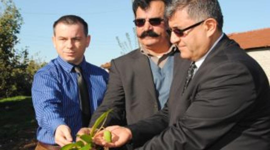 Manavgat'ta Mango Yetiştirme &Ccedil;alışması Başarılı Oldu
