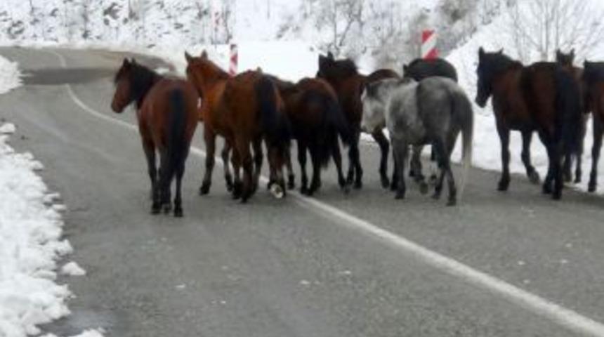 Atları Kışın &Ouml;l&uuml;me Terk Ediyorlar
