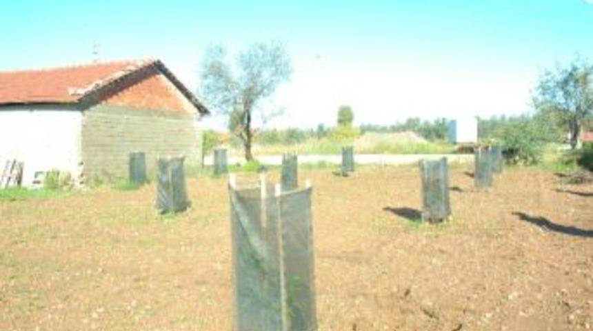 T&uuml;rkiye&rsquo; Nin İlk Mangosu Manavgat'ta Yetiştirildi