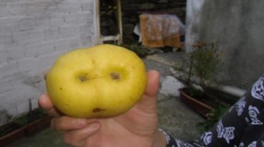 İnebolu’da Gülen Elma Yüzü Büyük İlgi Görüyor