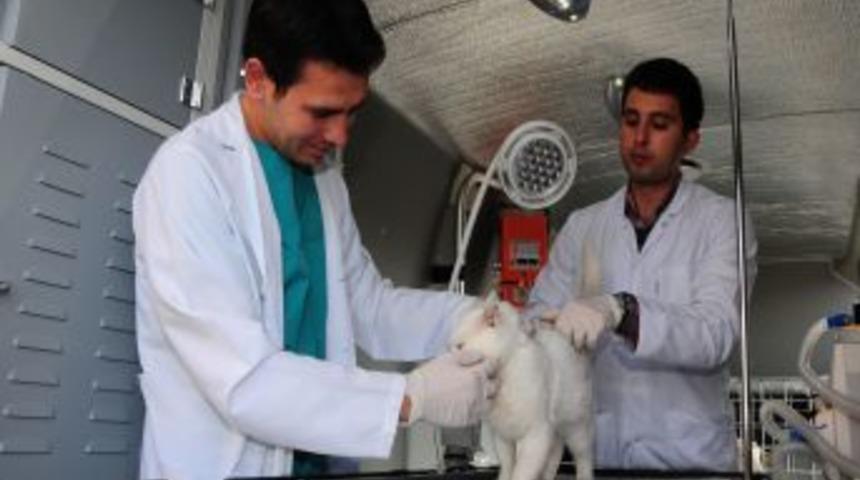 Van'da Hayvanlar Ambulansla Hastaneye Kaldırılacak
