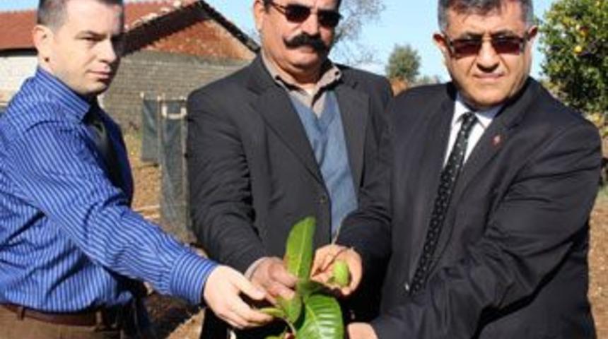 T&uuml;rkiye&rsquo;nin ilk resmi Mango&rsquo;su