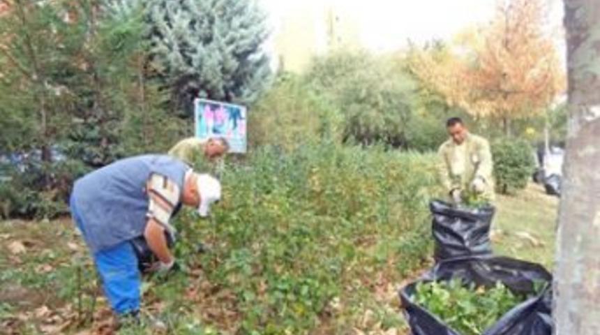 Beylikd&uuml;z&uuml;&rsquo;n&uuml;n ağa&ccedil;ları kışa hazır