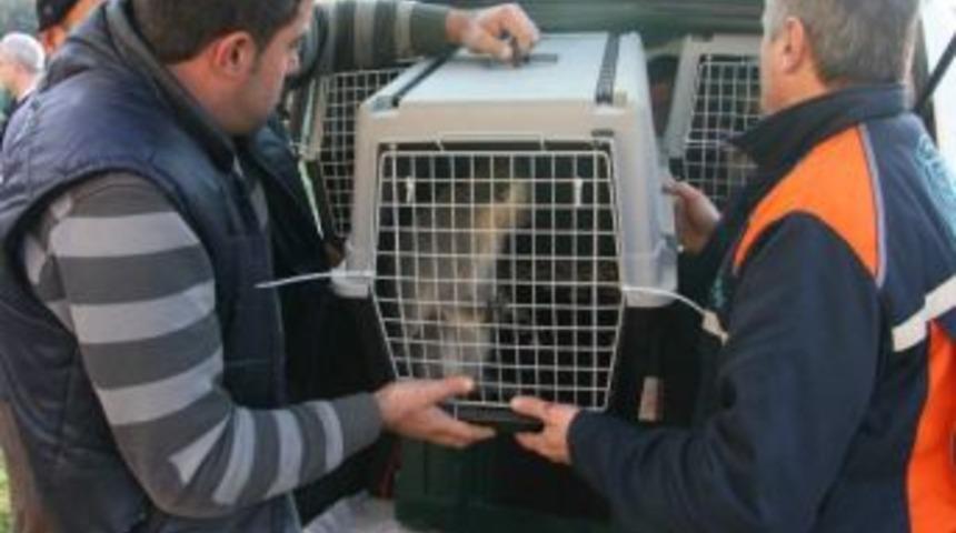 Sağlığına Kavuşan Vaşak Ve 5 Maymun Yeni Evine Uğurlandı