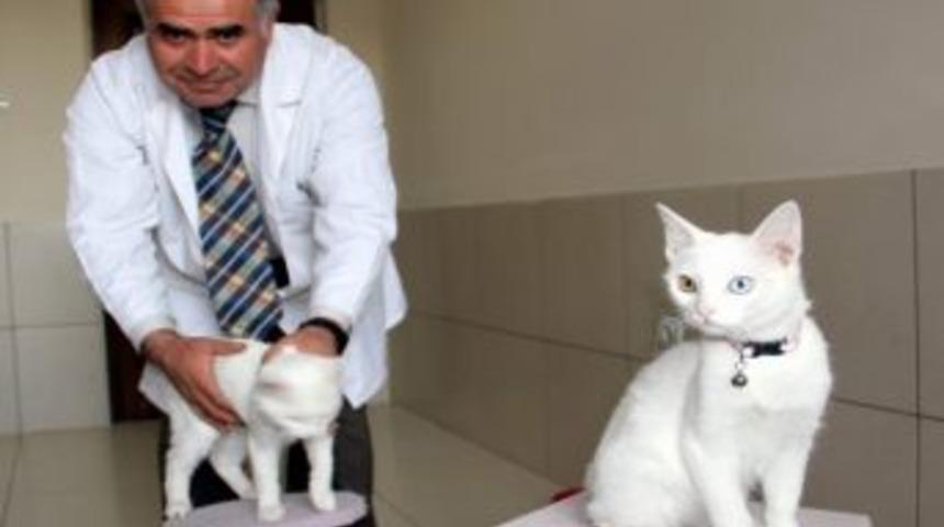 Van Kedileri Do&ccedil;. Dr. Kaya&rsquo;ya Emanet