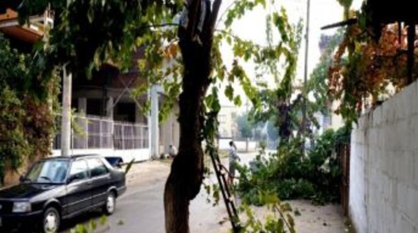 Sarıg&ouml;l&rsquo;de Ağa&ccedil;lar Budanmaya Başladı