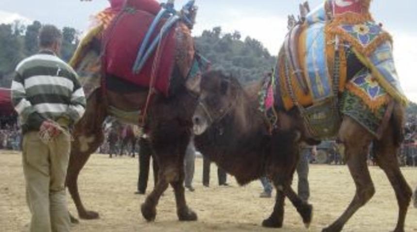 Kuşadası'nda 120 Se&ccedil;kin Deve G&uuml;reşecek