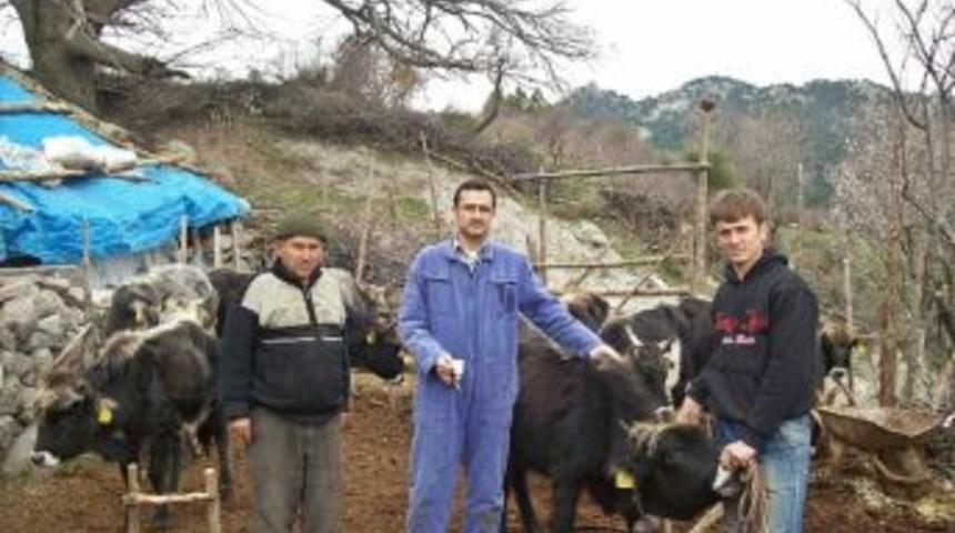 Burhaniye&rsquo;de Sığırlara Aşı