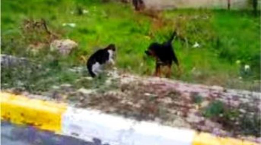 Kedinin Fendi K&ouml;peği Yendi