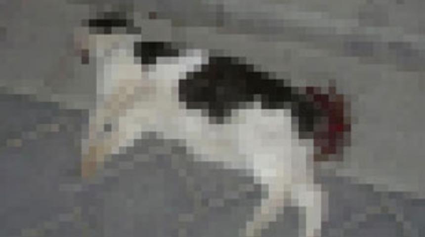 Denizli'de insan vahşeti!