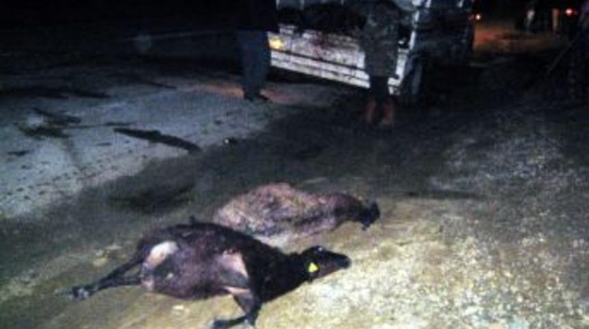 Otomobil S&uuml;r&uuml;ye &Ccedil;arptı, 15 Koyun Telef Oldu