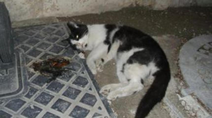 Denizli’de Işkenceyle Öldürülmüş Kedi Ve Köpekler Bulundu