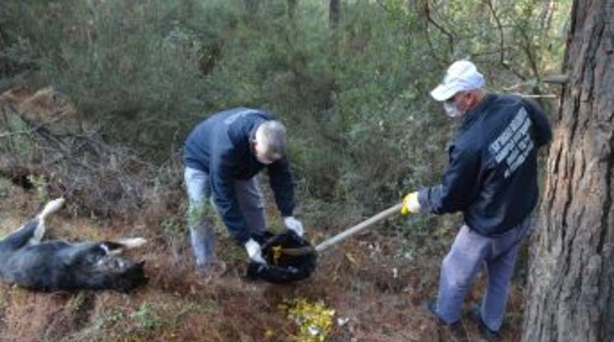 Ormana Bırakılan Zehirli Balıklar K&ouml;pekleri &Ouml;ld&uuml;rd&uuml;