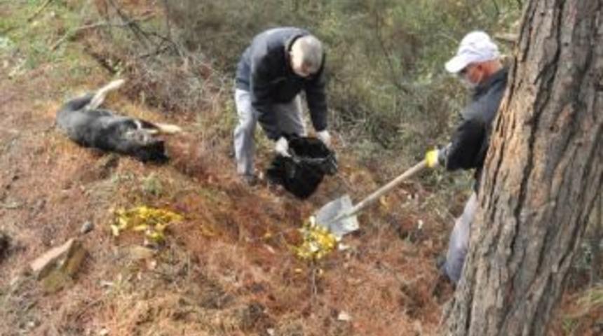 Ormana Atılan Zehirli Balıklar Hayvanları Telef Etti