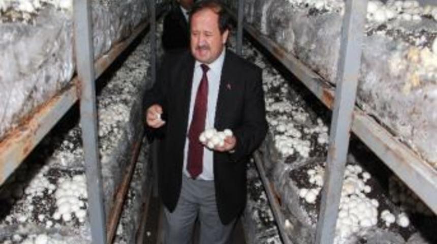 &Ccedil;arşamba&rsquo;da K&uuml;lt&uuml;r Mantarı Yaygınlaşıyor