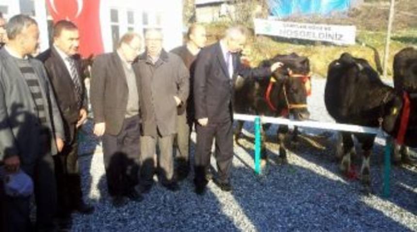 Ork&ouml;y &lsquo;den K&ouml;yl&uuml;ye S&uuml;t İneği Dağıtımı